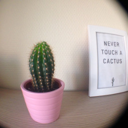 freetoedit cactus pink interesting nevertouchacactus
