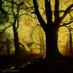 darkness dusk treescape trees tree