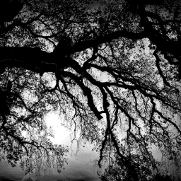 wppspooky blackandwhitephotography vote trees silouhette freetoedit